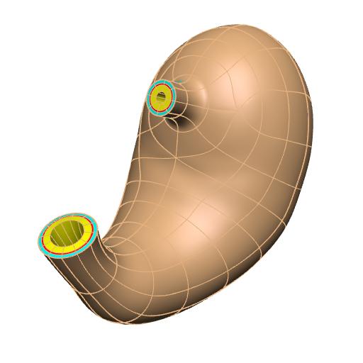 Rendering of the generic human stomach scaffold.