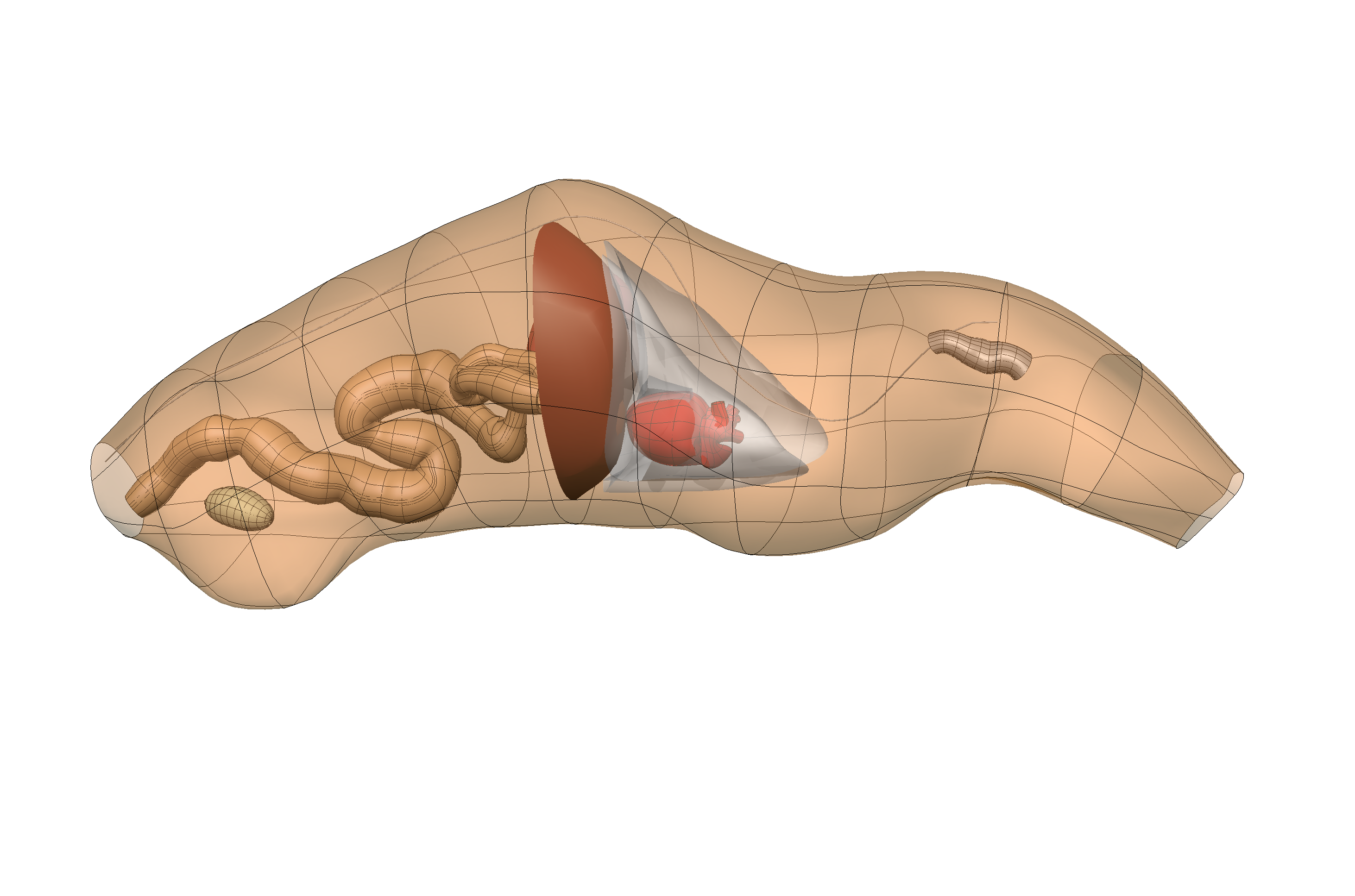 Rendering of the rat whole-body scaffold with embedded organs.