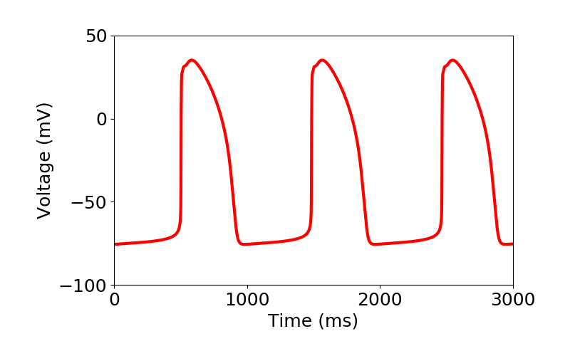 time course of the spontaneously beating APs in the baseline model