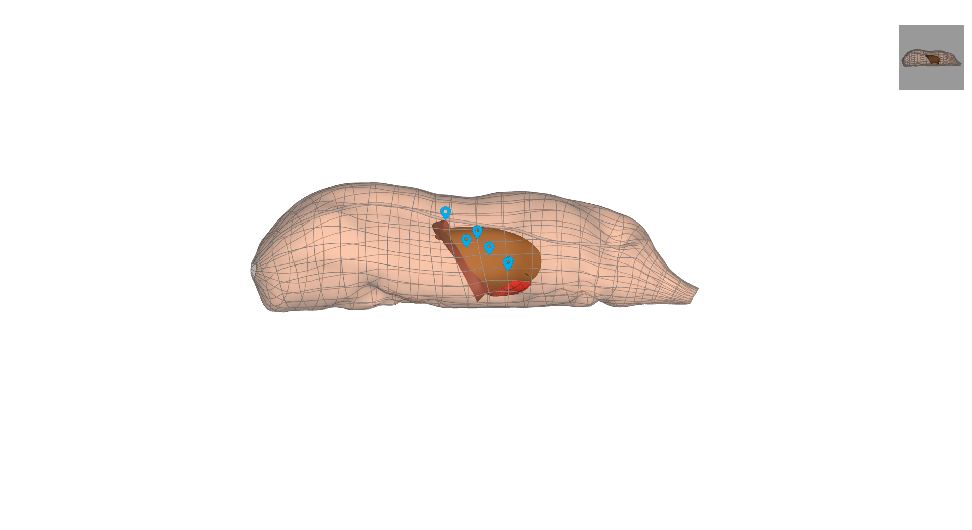 Rendering of the pig whole-body scaffold with embedded organs.