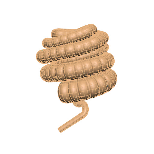 Rendering of the generic pig colon scaffold.