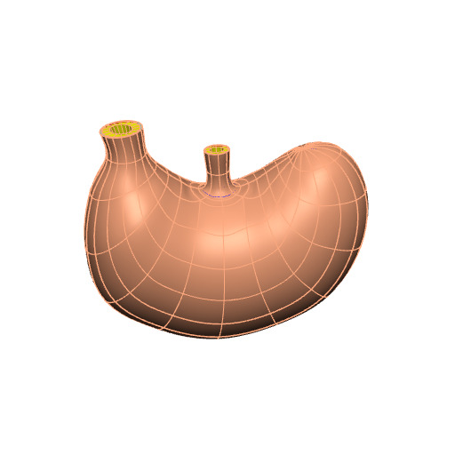 Rendering of the generic mouse stomach scaffold.