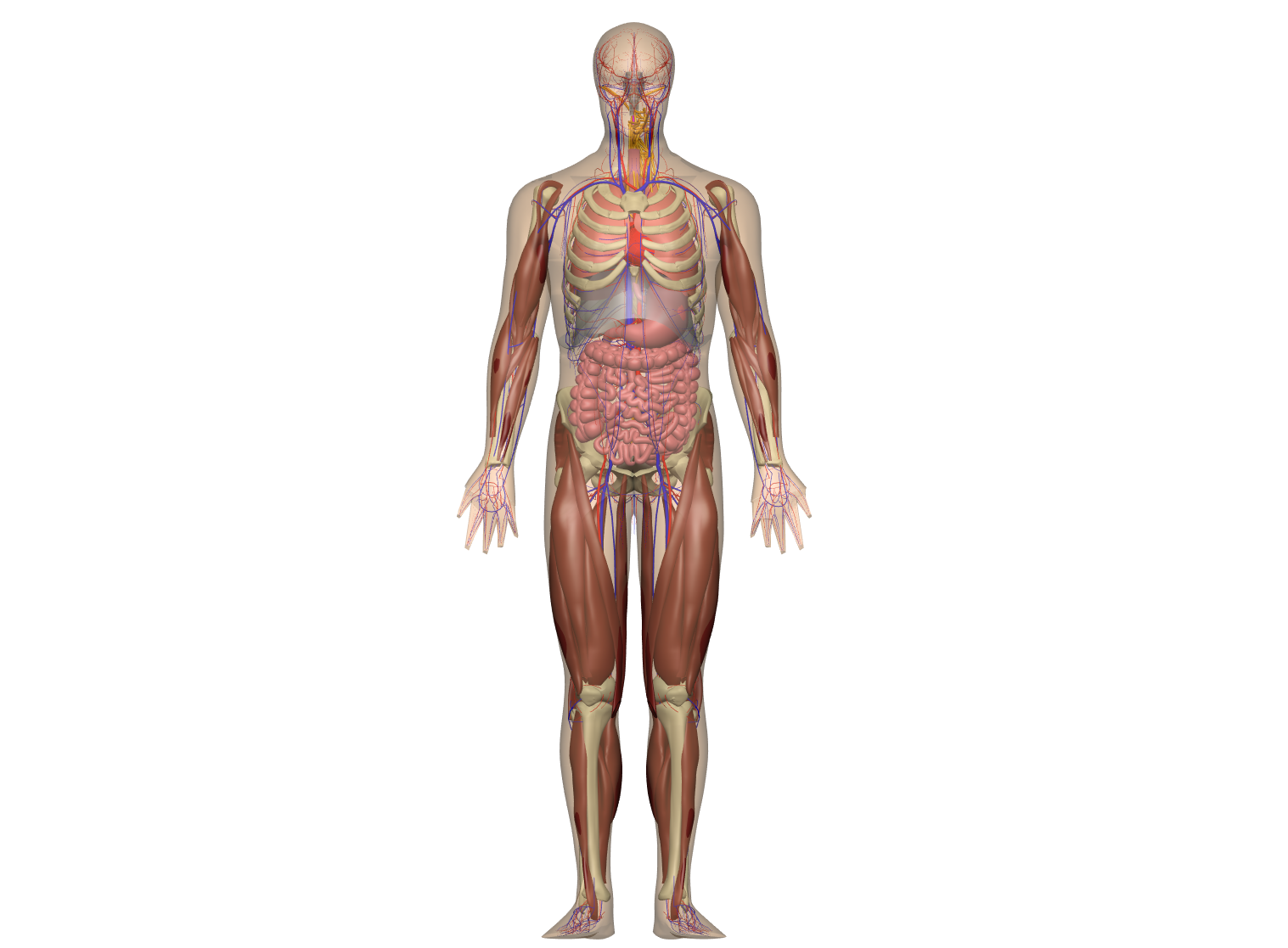 Rendering of the human whole-body scaffold with embedded organs.