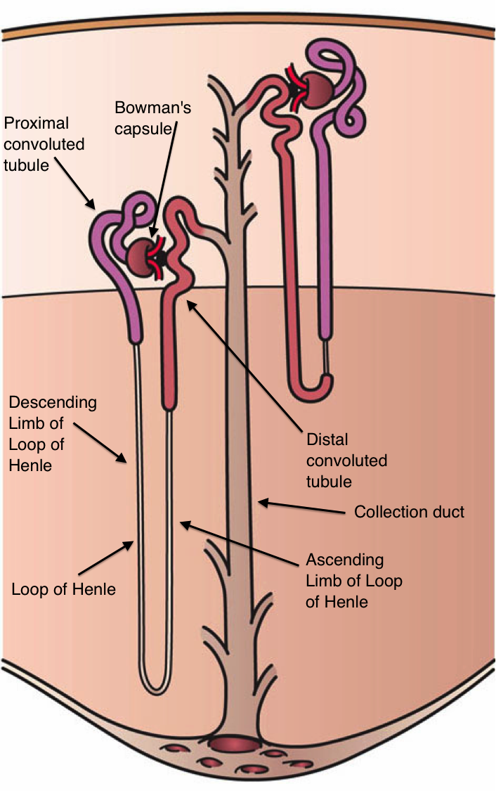 nephron